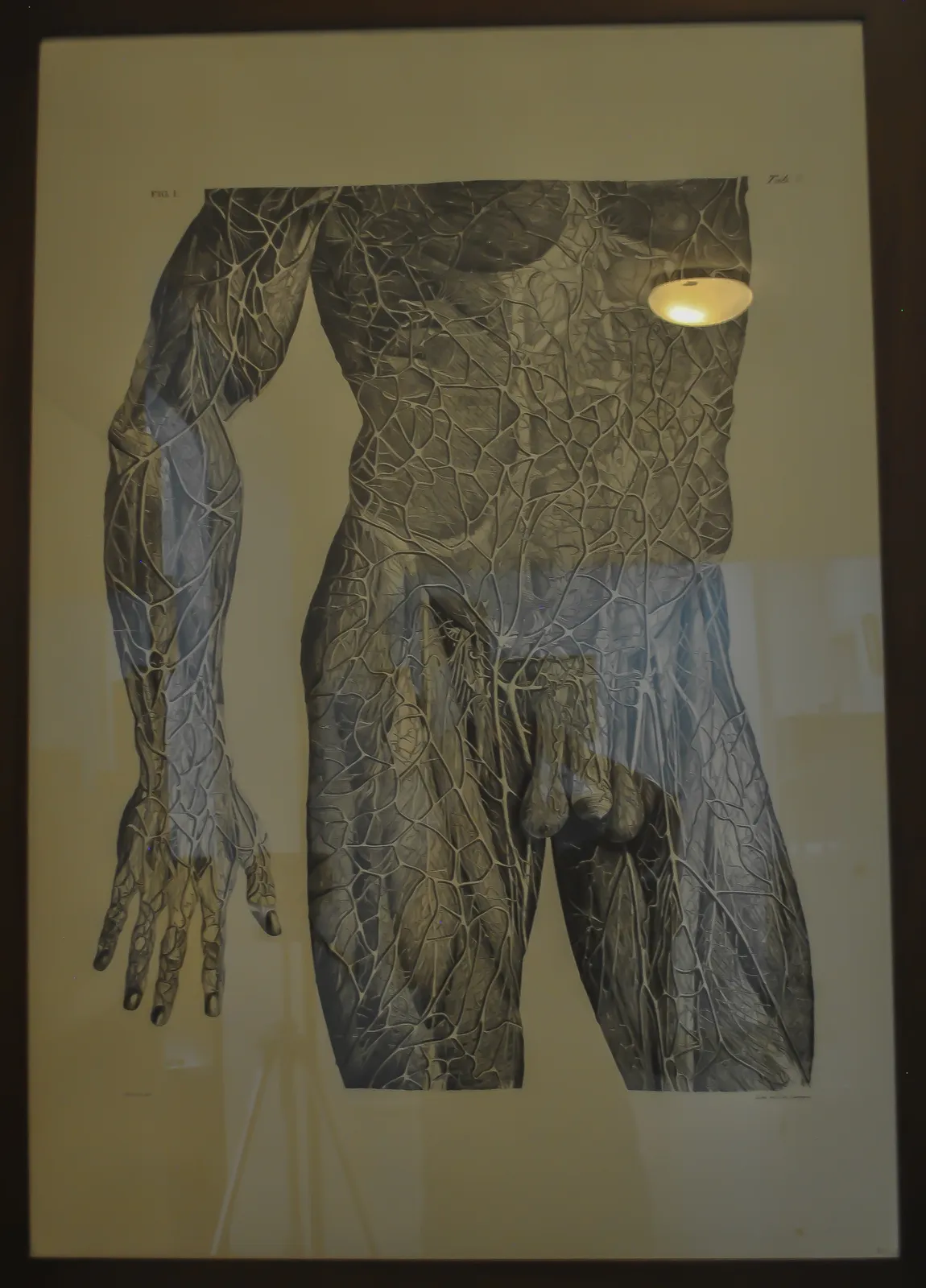 Espacio 2. Anatomía