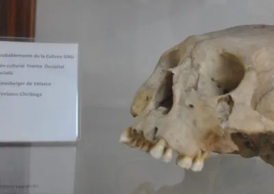 Cráneo Prehispánico