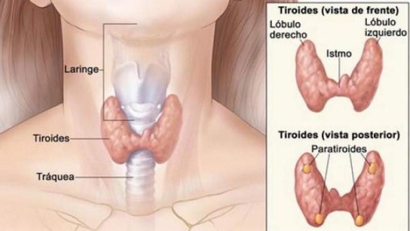 ‘Vigilar y esperar’, una nueva estrategia para tratar el cáncer de tiroides