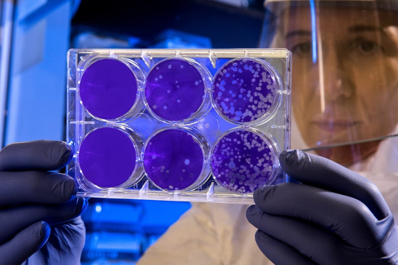 La doble cara de las bacterias: promotoras del cáncer y nuestras aliadas para combatirlo