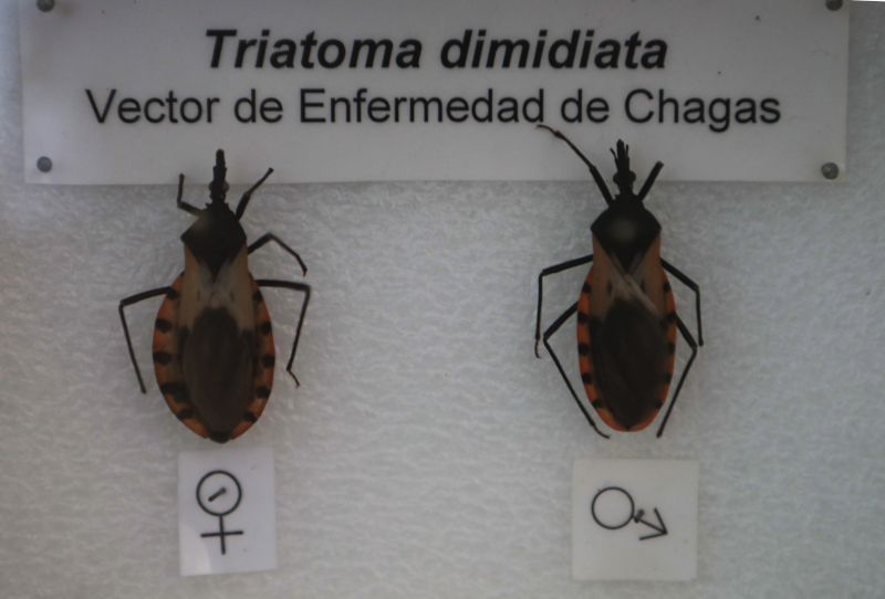 enfermedad-de-Chagas