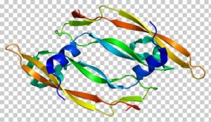 factor de crecimiento endotelial vascular