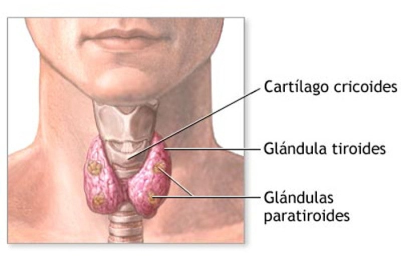 glandula-tiroides