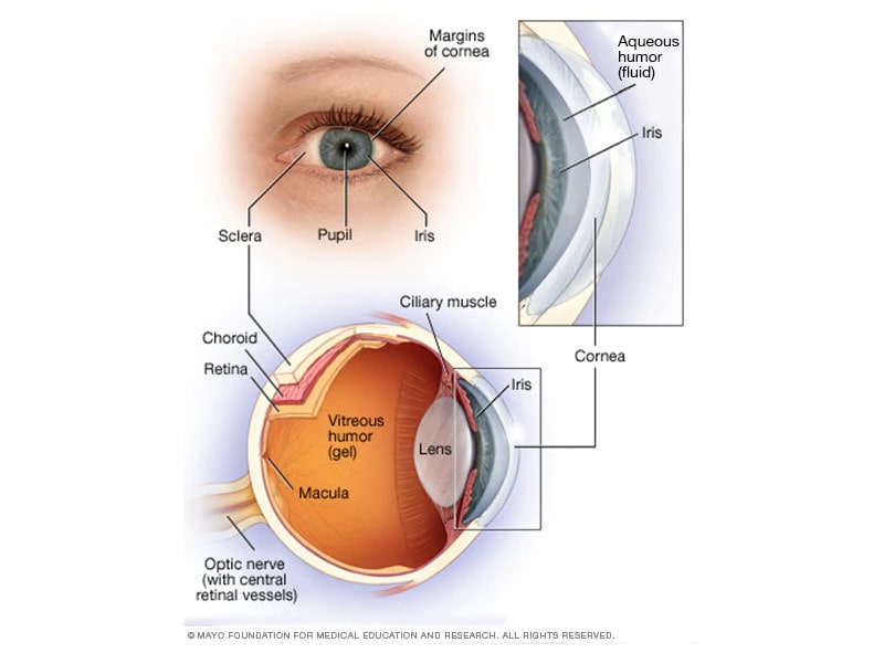 retinoblastoma-ojo
