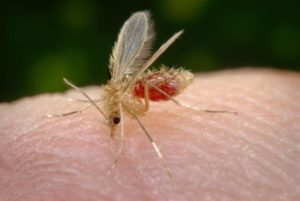 Leishmaniasis