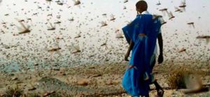 plaga-de-langostas-en-Egipto
