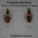 vector-de-Chagas-Museo-Historia-Medicina