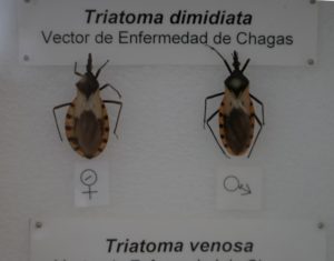 vector-de-Chagas-Museo-Historia-Medicina
