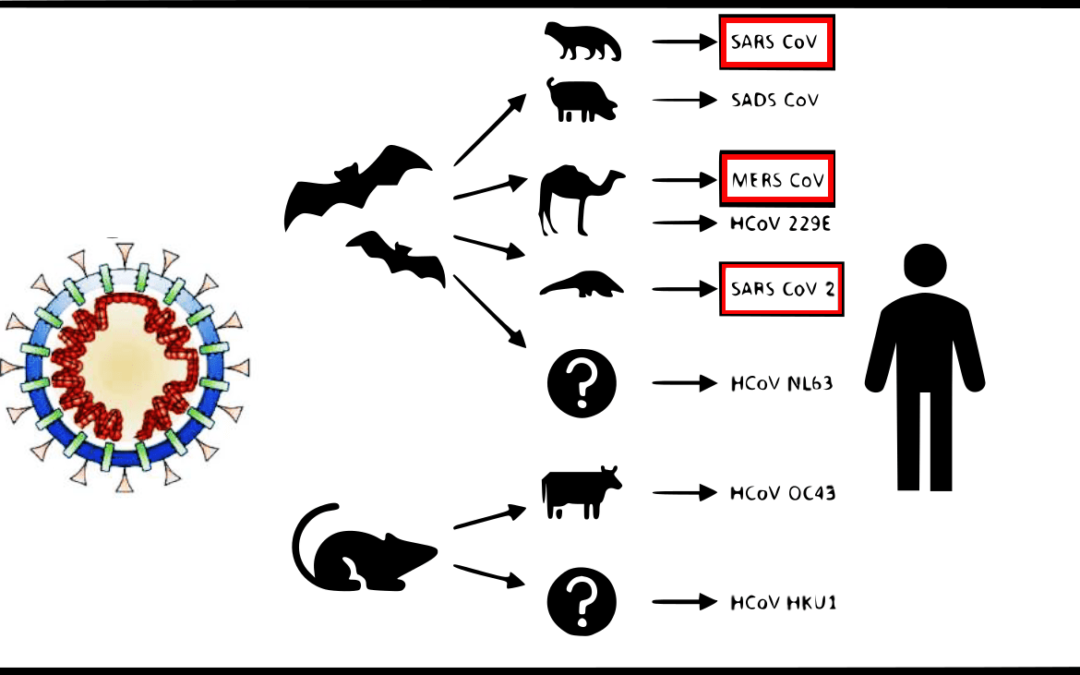 coronavirus-animales-humanos