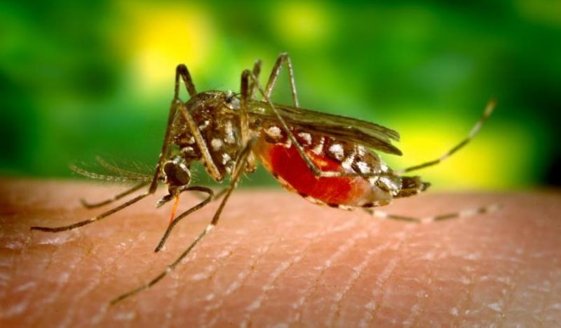 Día contra el paludismo en las Américas 2021
