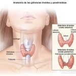 anatomía de glándulas tiroidea y paratiroidea