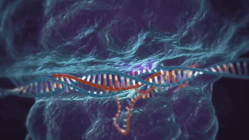 Las ‘tatarabuelas’ de las tijeras moleculares CRISPR harán más sencilla la edición genética