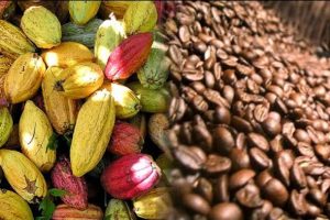 cacao y café