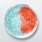 bacterias-multirresistentes