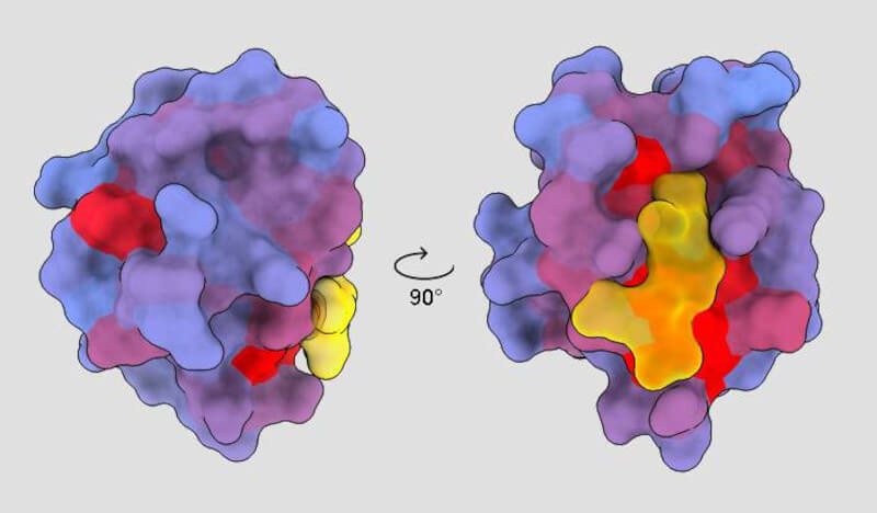 proteína humana PSD95-PDZ3 vista desde diferentes ángulos