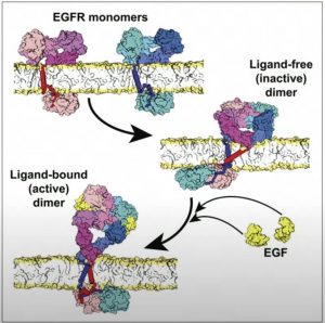 monómeros y ligandos-EGFR