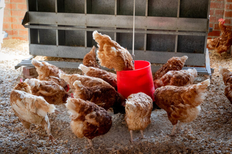 Se encienden las alarmas en Latinoamérica por el avance de la gripe aviar