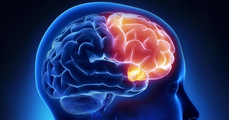 lobulo-frontal-cerebro