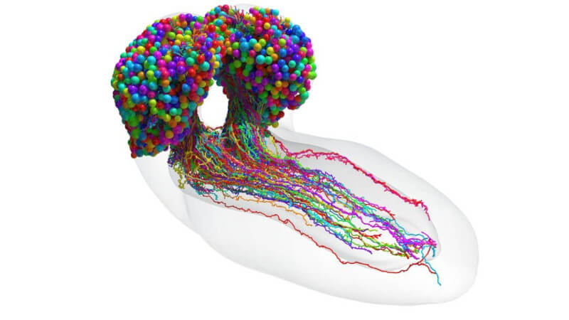 neuronas del cerebro de la larva de la mosca de la fruta reconstruidas mediante microscopía electrónica