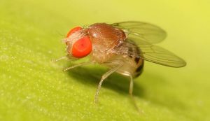 Drosophila -mosca