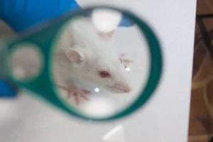 animales_de_laboratorio