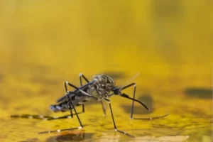 brote_fiebre_amarilla