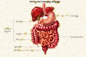anatomia_intestino_delgado