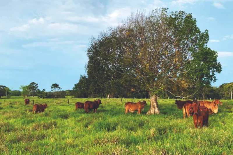Aportes de AGROSAVIA para una alimentación responsable y sostenible
