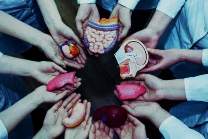 Panorama de la donación y trasplante de tejidos: El rol de los bancos de tejidos